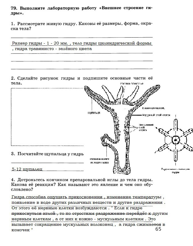 Сайт kraken в tor